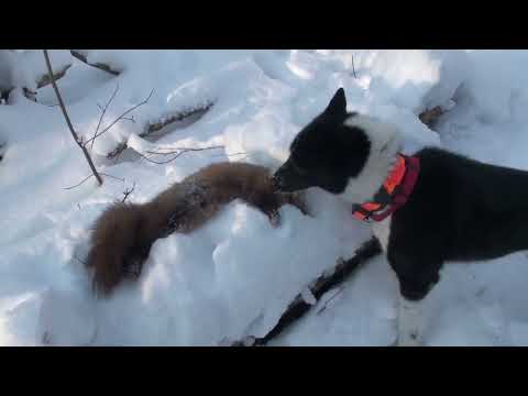 Видео: Охота на куницу. Одинаковых охот не бывает.