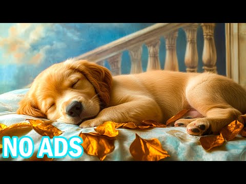 Видео: 🐾 12 часов расслабляющей музыки для собак, которая поможет вам успокойть сны | Успокаивающие звуковы