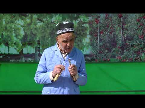 Видео: ПАЙВАНДИ НИХОЛИ ЗИМИСТОНА // PAYVANDI NIHOL