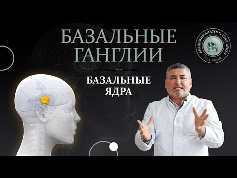 Видео: Базальные ганглии. Базальные ядра. Basal ganglia of the brain