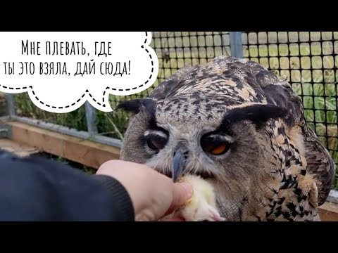 Видео: Удобряю сову-злову утренней едой. Откуда мы берём цыплят на корм и почему?