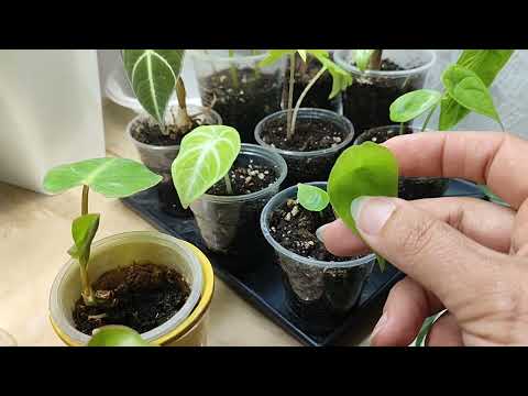 Видео: Комнатные цветы. Продолжение обзорчика. Новинки, советики по уходу. Апрель 2024