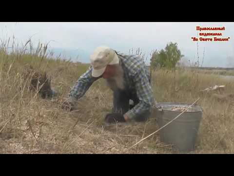 Видео: Просыпанный горох собирают с травы  Потеряевка Игнатий Лапкин 06 09 2019