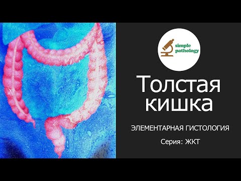 Видео: Толстая кишка | Элементарная гистология