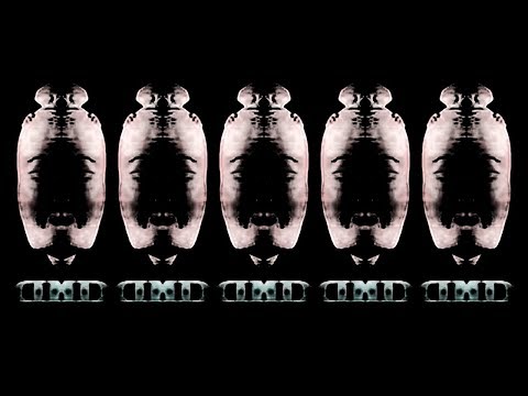 Видео: Телекомпания ВИD (Effects & Parodies) (Part 1)