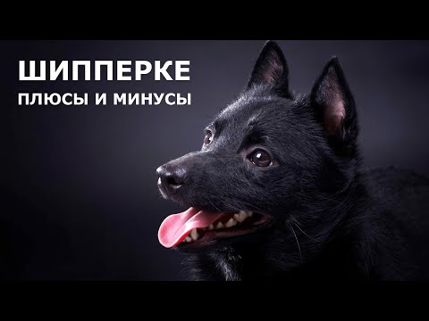 Видео: ШИППЕРКЕ. Плюсы и минусы породы схипперке SCHIPPERKE