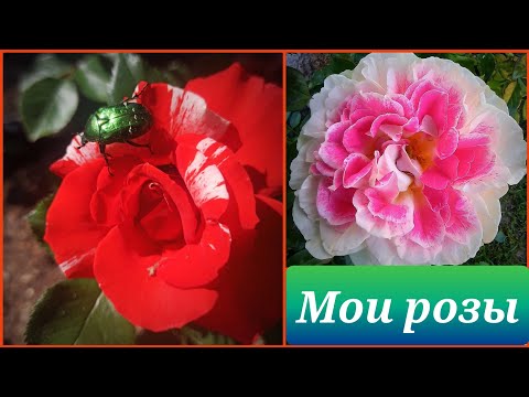 Видео: МУДРОСТЬ РОЗОМАНА – это терпение и время! Сезон, второй, третий....Ура! Они прекрасны!!!🔥🌹