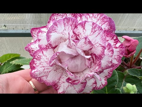 Видео: Будни цветовода. Осмотр, пересадка фиалок, отправка посылок