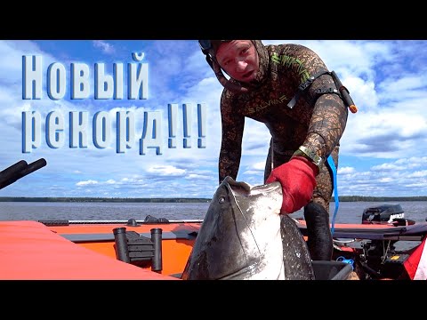 Видео: ТРОФЕЙНЫЙ СОМ!!! ВИДЕОКАМЕРА НЕ ВЫДЕРЖАЛА!!!