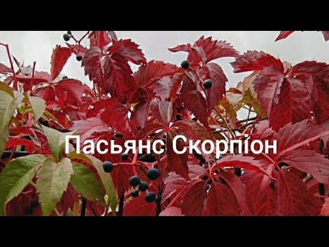 Видео: Пасьянс Скорпіон♏ 7-13.10.24 🧮♟🎯Таро