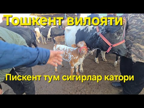 Видео: Пискент тум чорва бозори СИГИРЛАР КАТОРИ 29.10.2025