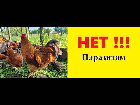 Видео: Эктопаразиты. Как вывести блох ,вшей с птицы в домашних условиях. Куры и паразиты .Часть 2.