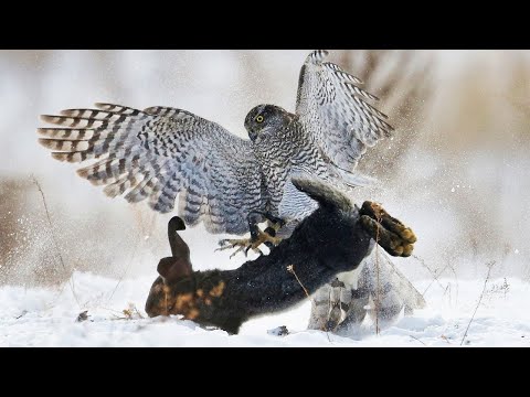 Видео: Тетеревятник – Лесной Истребитель, атакующий ЗАЙЦЕВ и УТОК! Самый большой ЯСТРЕБ!