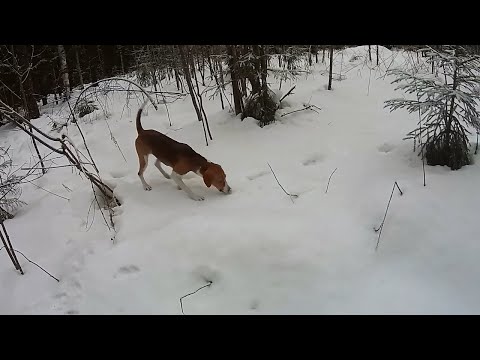 Видео: Охота на зайца с эстонской гончей 2019-2020. Волки одолевают
