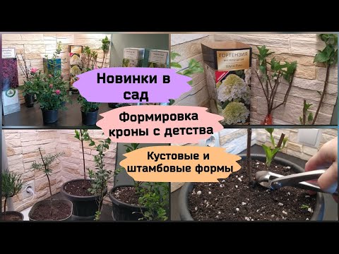 Видео: Новинки в сад.Формировка кроны с детства.Кустовые и штамбовые формы.