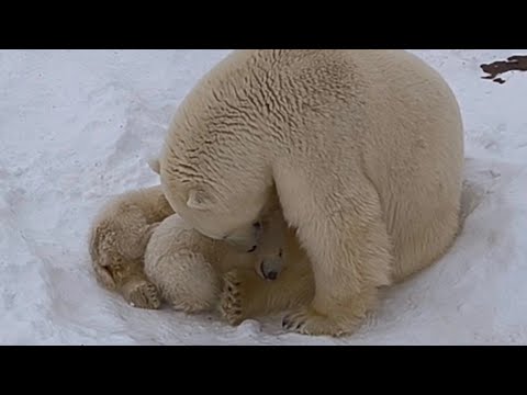 Видео: Белые  Мишки