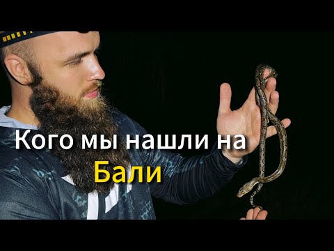 Видео: Путешествие по Индонезии/ Удивительная фауна острова Бали