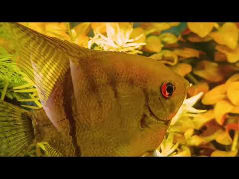 Видео: 31 октября 2025 г.