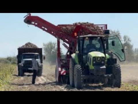 Видео: Диқандар қант қызылшасының жиын-теріміне байланысты алаңдаулы