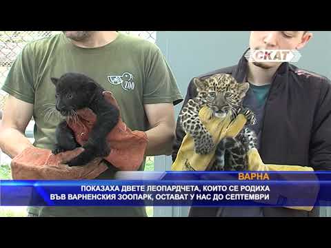 Видео: Показаха двете леопардчета, които се родиха във варненския зоопарк, остават у нас до септември