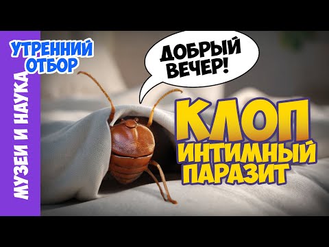 Видео: Постельный клоп - возвращение интимного паразита. Игорь Фадеев.