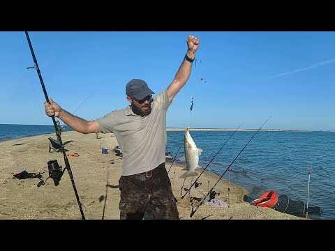 Видео: Пиленгас🎣 Поиски. Клёв на все 100%. 12.05.2024 #пеленгас #рыбалка #море