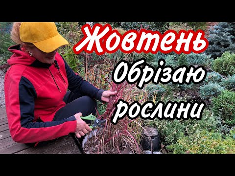 Видео: ЦІ Рослини ОБРІЗАЮ в ЖОВТНІ.Роботи восени в саду.