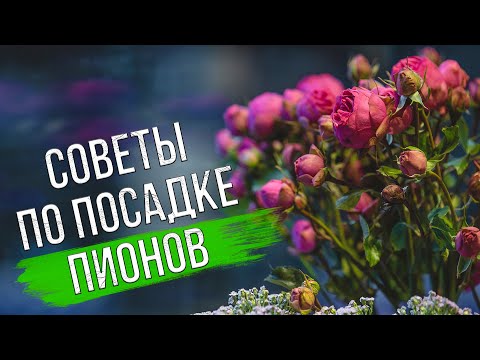 Видео: Посадка пионов осенью. Пошаговый мастер-класс