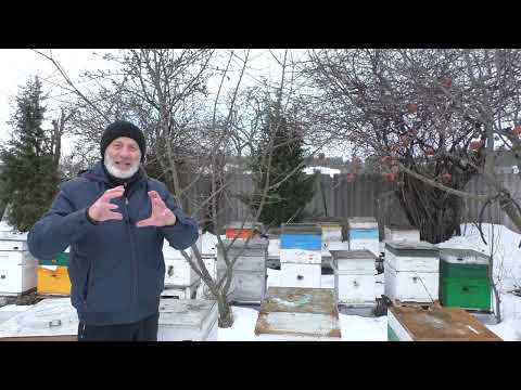 Видео: ПЛОХАЯ ЗИМОВКА ПЧЁЛ основные причины и как устранить