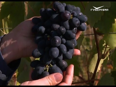 Видео: Любимый виноград самарских дачников. Удачные заметки