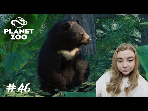 Видео: Делаем медведю хорошо ➤ Planet Zoo #46