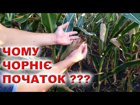 Видео: Почему чернеет кукуруза ? | Гибрид ВН 63