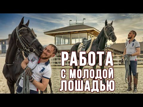 Видео: Работа с молодой лошадью (продолжение)