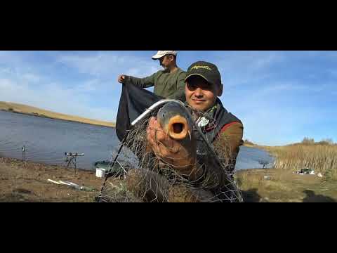 Видео: Закрытие сезона по карпу с друзьями п.Турген оз.Золотой карп