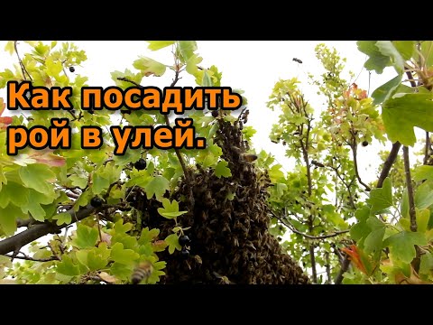 Видео: Что делать с пойманным роем.