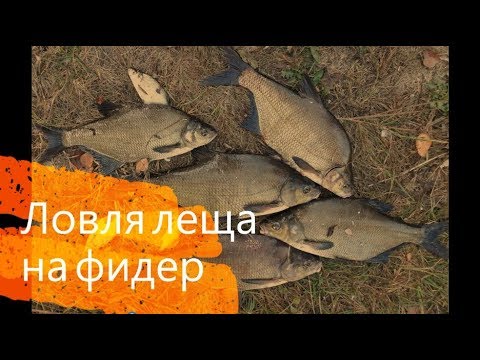 Видео: Ловля леща на фидер осенью на реке Сейм