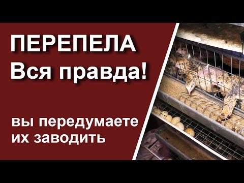 Видео: Перепела. Вся правда о содержании и разведении перепелов.