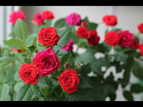 Видео: МОИ РОЗЫ. ПАУТИННЫЙ КЛЕЩ. СПОСОБ БОРЬБЫ БЕЗ ХИМИИ.