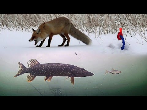 Видео: Поставил Мелкого Живца на Все Жерлицы! Ловля Щуки! Подводная съемка