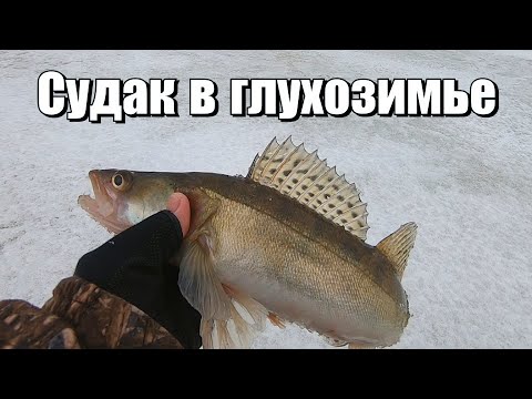 Видео: Судак в глухозимье Иваньковское водохранилище