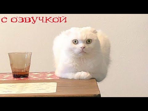 Видео: ПРИКОЛЫ С КОТАМИ! с озвучкой! Самые смешные животные! Смешные видео с котами и собаками!