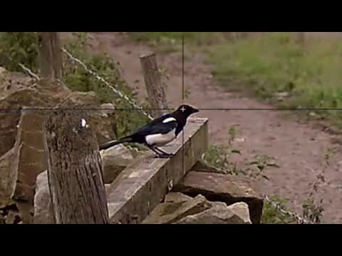 Видео: Стрельба по сорокам на ферме с помощью Wolverine R и Pulsar C50