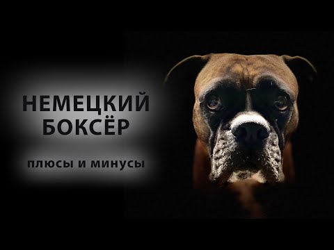 Видео: НЕМЕЦКИЙ БОКСЁР. Плюсы и минусы породы боксер | German boxer