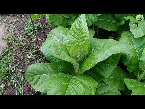 Видео: Чем я укрываю соцветия табака ( How do I cover tobacco inflorescences )