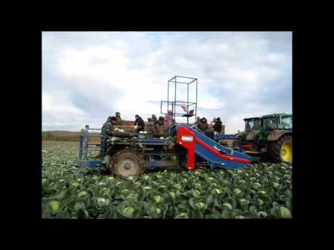 Видео: уборка капусты Андрей Бабушкин Горномарийский район