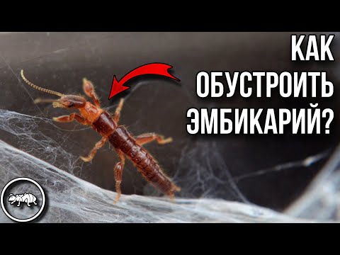 Видео: НА СВЕТ ПОЯВИЛИСЬ МАЛЕНЬКИЕ ЭМБИИ // НОВЫЙ ИНКУБАТОР ДЛЯ ЭМБИЙ И МУРАВЬЕВ // AntKeeper