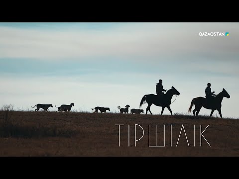 Видео: Тазы асыраушы – Құрманғазы Әлиман І «Тіршілік» бағдарламасы