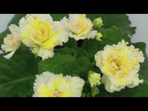 Видео: Детки фиалок. Отделение от материнского листа.