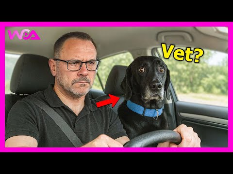 Видео: «Храбрая» собака отреагировала, когда узнала, что идёт к ветеринару! 🤣 | Подборка излишне драмати...