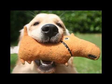 Видео: Песенка - Собака бывает кусачей